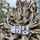 제주 한림 카페, 한림신상카페 솔직후기 : 해화탕