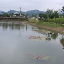 원주시 행구동 수변공원 연못에 피어있는 연꽃 이미지