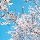 논현로28길(벚꽃길) | 2025 서울숲 양재천 벚꽃축제 개화시기 주차장 가는길