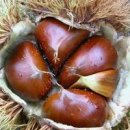 군밤 칼로리 구운밤 효능 밤껍질 율피 밤속껍질효능 이미지