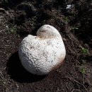 산내면 입석마을 이미지