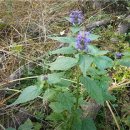 달그락에코랩 협동조합 | 8월 30일의 생일화- 저먼더(곽향, Perilla frutescens var. frutescens)