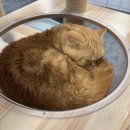 캣카페 낭만고양이 | 대전 둔산동 고양이 카페 부드럽고 귀여운 고양이들이 가득한 캣카페 낭만고양이