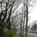 일본의 벚꽃 구경 축제, "하나미(花見)"를 경험하다!! 이미지