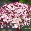 수국정원 이미지