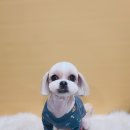 강아지 미용 이미지