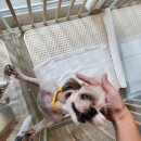 보드레도그 이미지