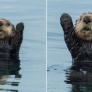 간식줄까? 이미지