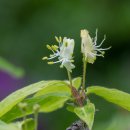 자생식물원 이미지