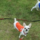 절세미견 이미지