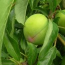 화장농장 이미지