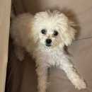 강아지는 미용빨 | [강아지 셀프미용 망함] 생닭 메이커 됐다가 실력 업그레이드(..)된 후기