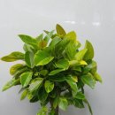 성북구 개업화분｜길음·성신여대·정릉 화분 당일배송｜전화 카드결제·문자·카톡 접수 안내 성북구...