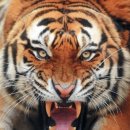 시베리아 수컷 호랑이 vs 개 9마리 올스타 연합 이미지