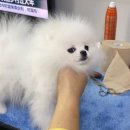린치텐 이미지