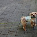 슈나우펫 이미지