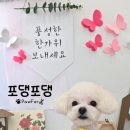 포댕포댕 이미지