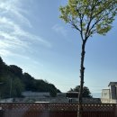 울릉푸른나무호스텔 | 초보먹방러의 울릉도 로컬 맛집 ‘울타리식당’ 방문기🙏🏻 [내돈내산] feat.울릉푸른나무