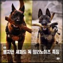 FCI(세계애견협회)1그룹 벨지안 셰퍼드(말리노이즈),저먼 셰퍼드 견종백과 [2] 이미지