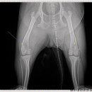 시아동물병원 이미지