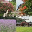 함양-7 | 사람들이 잘 모르는 경남 함양 7월 당일치기 꽃 여행, 여름 명소 4곳