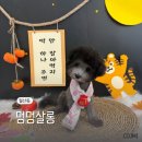 멍멍살롱 이미지