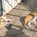 마시안 끝집