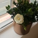 몸애, 끌림 이미지