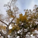 사랑의연리근 이미지