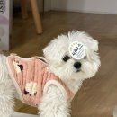 오드리펫 | 12월 중순에 쓰는 11월 블로그 ^^