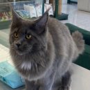 카리스마 이미지