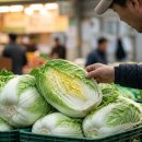 농업회사법인 온누리경매(주) | 🥬 일일 배추·무 가락시장 경매결과(26.05.10 경매)