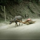 한우가 최고야 이미지