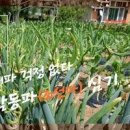 삼동파 한번 심고 평생 키워 먹는 층층 대파 주아 모종 재배 이미지
