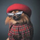 반려동물의상제작 이미지