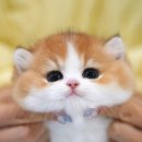 (주)캣프렌즈 이미지