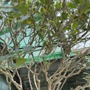 완도21호 이미지