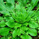 소율농장 이미지