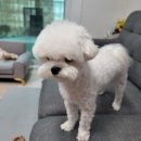 멍냥이발소 | [경주황성동애견미용실]말티즈강아지 베이비컷 미용할때는 멍냥이발소로
