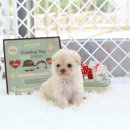 스마트독 이미지