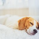 나음동물메디컬센터 이미지