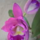 blc