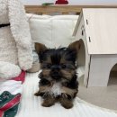 제물포애견 이미지