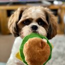 행복을찾는동물병원 이미지