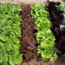 나가지농장 이미지