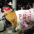 소한마리 이미지