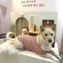구르미맘마 | [영종도애견수제간식] 구르미맘마 100% 휴먼 그레이드 급여 후기!