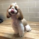 퐁이몰