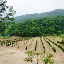 주목나무펜션 이미지