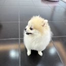 이쁘개 이미지